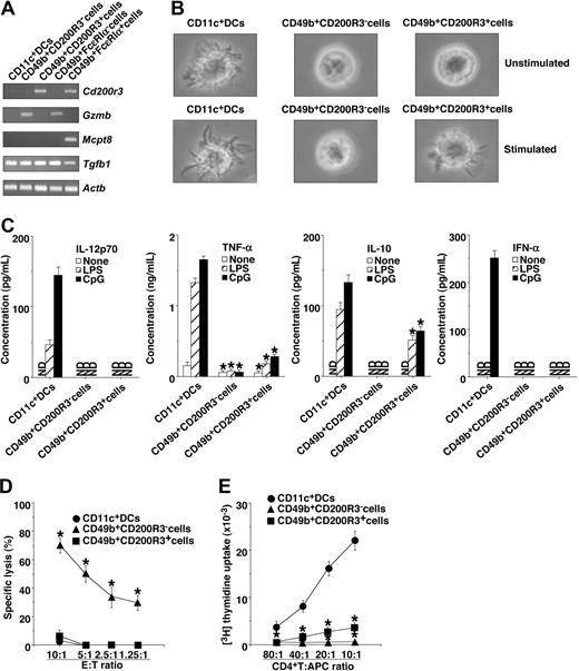 Figure 4. Functional characterization of naturally occurring CD49b+CD200R3+ DCregs. (A) The transcriptional expression of the selected genes in CD11c+ DCs, CD49b+CD200R3− cells, CD49b+CD200R3+ cells, CD49b+FcϵRIα− cells, and CD49b+FcϵRIα+ cells was measured by RT-PCR. The results of RT-PCR for Actb demonstrate the loading of equal amounts of DNA on the gel. (B) Morphology of CD11c+ DCs, CD49b+CD200R3− cells, and CD49b+CD200R3+ cells was examined by phase-contrast microscopy (400×) after stimulation with or without CpG ODN (0.1 μM) for 24 hours. Images of micrographs were acquired using a 10 × 20 eyepiece (40 × 0.55 NA objective lenses with phosphate-buffered saline) on an Olympus model CKX41 microscope (Olympus, Yokohama, Japan). An Olympus model DP12-2 camera was used along with JPEG Preview 3.0.9 software (Apple, Cupertino, CA) and Adobe Photoshop Elements 2.0 (Adobe Systems, San Jose, CA) to capture and process the still images. Data are representative of 4 replicate experiments (A,B). (C) CD11c+ DCs, CD49b+CD200R3− cells, or CD49b+CD200R3+ cells (5 × 105) were stimulated or not stimulated with LPS (1 μg/mL) or CpG ODN (0.1 μM) for 24 hours, and the culture supernatants were analyzed for cytokine production. *P < .01 compared with CD11c+ DCs. (D) The cytotoxicity of CD11c+ DCs, CD49b+CD200R3− cells, or CD49b+CD200R3+ cells (6.25 × 103-5 × 104) against YAC-1 cells (5 × 103) was analyzed by a 4-hour 51Cr release assay. *P < .01 compared with CD11c+ DCs. (E) Rag2−/−KJ1-26+ T cells (5 × 104) were cultured with OVAp/CD11c+ DCs, OVAp/CD49b+CD200R3− cells, or OVAp/CD49b+CD200R3+ cells (6.25 × 102-5 × 103) for 3 days, and the proliferative response was measured. *P < .01 compared with OVAp/CD11c+ DCs. Data are mean ± SEM, and the results are combined from 4 replicate experiments (C-E).