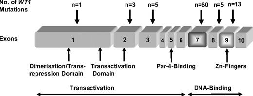 Figure 1. Structure of the WT1 gene and localization of the 87 mutations.
