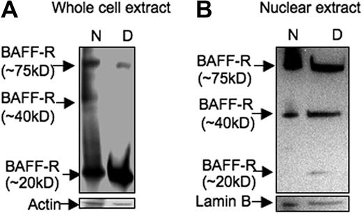 Figure 2. Nuclear BAFF-R is a high-molecular-weight multimer. (A) Whole-cell lysates (100 μg) from NHL-B cells (MS) transfected with a BAFF-R expression plasmid were treated with (D, denatured) or without (N, nondenatured) β-ME and then probed with anti–BAFF-R antibody by Western blot analysis. (B) Nuclear lysates (50 μg) from NHL-B cells were treated with or without β-ME and then probed with anti–BAFF-R antibody.