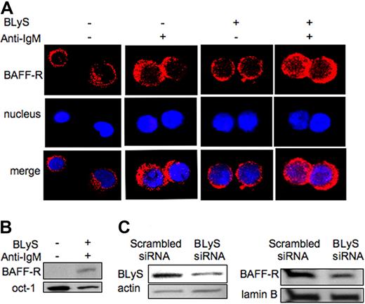 Figure 3. BLyS ligand stimulation increases BAFF-R nuclear localization. (A) Normal isolated peripheral blood B cells were stimulated with anti-IgM, BLyS, or both and then probed with BAFF-R (Cy3) and TOPRO-3. Samples were then analyzed by confocal microscopy. (B) WB of nuclear extracts from normal peripheral blood B cells, treated with anti-IgM, human recombinant BLyS, or both, probed with a BAFF-R antibody. Lamin B was used as a nuclear protein loading control. (C) WB of cytoplasm extract from NHL-B cells (MS) transfected with BLyS siRNA (siBLyS) or scrambled siRNA, and probed with BLyS antibody (left panel). Actin was used as loading control. WB of nuclear extracts from NHL-B cells (MS) transfected with BLyS siRNA or scrambled siRNA and probed with BAFF-R antibody. Lamin B was used as a nuclear protein loading control (right panel).
