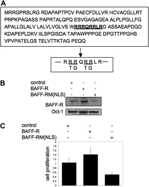 Figure 4. A candidate nuclear localization signal sequence (NLS) detected in BAFF-R is important for NHL-B-cell proliferation and survival. (A) Top is the BAFF-R protein sequence with the putative NLS underlined. Bottom is the wild-type NLS with the mutated amino acids underlined. (B) Nuclear extracts from NHL-B cells transfected with an empty plasmid, a BAFF-R expression plasmid, or a BAFF-R NLS mutant expression plasmid were probed with BAFF-R or Oct-1(nuclear-protein loading control) antibody in WB. (C) A representative 48-hour XTT proliferation assay of NHL-B cells (MS) transfected with a control plasmid, a BAFF-R expression plasmid, or a BAFF-R NLS-mutant expression plasmid was performed. The error bars indicate SD of triplicate samples.