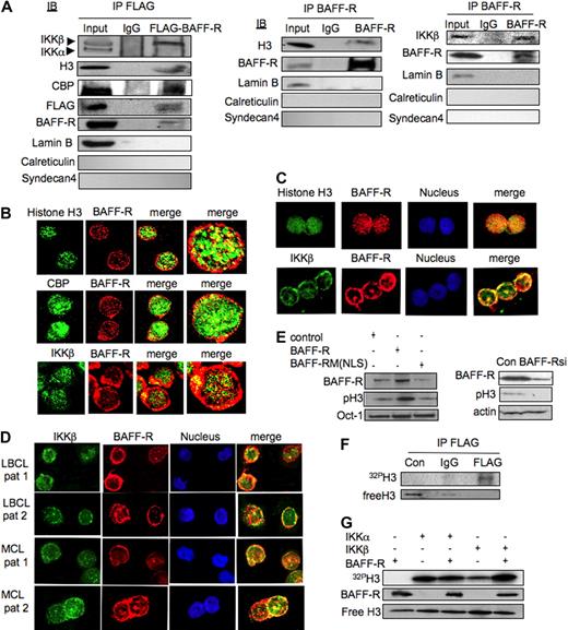 Figure 5. Nuclear BAFF-R interacts with IKKβ and functions in histone H3 phosphorylation. (A) FLAG-BAFF-R fusion protein was purified by FLAG antibody from a nuclear extract of a stably transfected NHL-B-cell line expressing FLAG-BAFF-R. Extract samples were probed with antibodies against CBP, IKKα/β, BAFF-R, or FLAG in WB (left panel). Wild-type BAFF-R was immunoprecipitated (IP) from the nuclear extract using BAFF-R antibody and probed with IKKβ, BAFF-R, or histone H3 antibody on a Western blot (middle and right panels). Lamin B (a nuclear marker), syndecan 4 (a plasma membrane marker), and calreticulin (an endoplasmic reticulum marker) were used as loading controls. (B) Histone H3, CBP, or IKKβ protein in NHL-B cells was identified using Cy2 (green), and BAFF-R protein was identified using Cy3 for confocal microscopic analysis. (C) Histone H3 or IKKβ protein was stained with Cy2, and BAFF-R protein was stained with Cy3 in normal peripheral blood B cells stimulated with anti-IgM and BLyS. Samples were analyzed by confocal microscope. (D) IKKβ protein was stained with Cy2 fluorescence, BAFF-R protein was stained with Cy3, and TOPRO-3 was used as a nuclear marker. (E) Nuclear extracts from NHL-B cells transfected with an empty vector, a BAFF-R expression plasmid, or a BAFF-R NLS-mutant expression plasmid were probed with BAFF-R, phosphorylated histone H3 (Ser10), or Oct-1 (nuclear-protein loading control) antibody in WB (left panel). Whole-cell extracts from NHL-B cells treated with specific BAFF-R siRNA or scrambled control siRNA (control) were probed with BAFF-R, phosphorylated histone H3, or actin antibody in WB (right panel). (F) Recombinant histone H3 was incubated, with or without a FLAG-BAFF-R complex purified by IP with FLAG antibody from NHL-B cells (Jeko) expressing FLAG-BAFF-R protein in an in vitro kinase assay. IgG was used as an IP control. 32P-labeled phosphorylated H3 protein was detected by gel electrophoresis. Unphosphorylated histone H3 (free histone H3) in phosphorylation reaction was detected by WB. (G) Recombinant H3 was incubated with recombinant IKKα or IKKβ, with or without BAFF-R, in an in vitro kinase assay. 32P-labeled phosphorylated H3 was detected by gel electrophoresis. BAFF-R and free histone H3 were detected by WB.