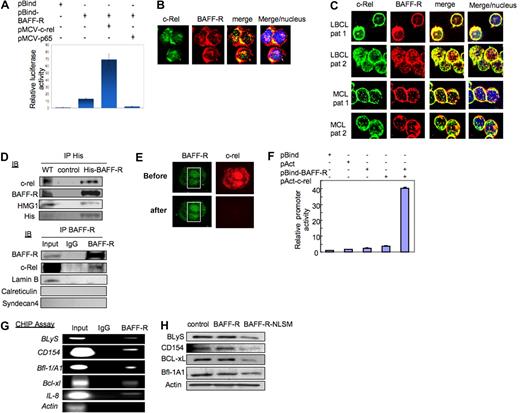 Figure 6. Nuclear BAFF-R interacts with NF-κB/c-Rel and functions as a transcription factor. (A) Comparison of luciferase activity in NHL-B (LBCL-MS) cells transfected with a pBind control vector, a pBindBAFF-R vector, both pBindBAFF-R and c-Rel expression vectors, or both pBindBAFF-R and p65 expression vectors. The error bars indicate SD of triplicate samples. (B) c-Rel protein was stained with Cy2 fluorescence; BAFF-R protein was stained with Cy3 fluorescence in the NHL-B-cell line (MS). Samples were analyzed by confocal microscope. TOPRO-3 was used as a nuclear marker. (C) The above experiment was repeated in representative biopsy-derived LBCL and MCL patient samples, as shown. (D) his-BAFF-R fusion protein was purified by MagneHis purification system from whole-cell lysates of NHL-B cells (MS) transfected with a pcDNA3.1-his-BAFF-R expression plasmid. Samples were probed with BAFF-R antibody, c-Rel antibody, HMG1 antibody, and his antibody (top panel) in WB. Wild-type BAFF-R protein complex was precipitated by BAFF-R antibody from the nuclear extract of NHL-B cells (MS) and probed with BAFF-R or c-Rel antibody in WB (bottom panel). Lamin B (a nuclear marker), syndecan 4 (a plasma membrane marker), and calreticulin (an endoplasmic reticulum marker) were used as loading control. (E) FRET analysis was performed in NHL-B cells (MS) cotransfected with GFP-BAFF-R fusion protein expression plasmid and dsRed–c-Rel fusion protein expression plasmid. Images of a representative transfected cell were taken with a confocal microscope before photobleaching (labeled “pre”) and after photobleaching (labeled “post”). (F) The pACT-c-Rel and pBIND-BAFF-R fusion vectors were cotransfected with pG5luc into NHL-B cells. Firefly and luciferase activity was measured and normalized by β-gal luciferase activity. The error bars indicate SD of triplicate samples. (G) ChIP analysis was performed in NHL-B (LBCL-MS) cells after precipitation of the protein-DNA complex with BAFF-R antibody. PCR analysis to detect the BLyS, CD154, Bfl-1/A1, Bcl-xL, and IL-8 promoters was performed using immunoprecipitated DNA, using proximal primers near the c-Rel binding region in these gene promoters. Actin was used as a control. (H) Whole-cell lysates from NHL-B cells transfected with control (empty) plasmid, a BAFF-R expression plasmid, or a BAFF-R NLS-mutant expression plasmid were blotted with BLyS, CD154, BCL-xL, Bfl-1/A1, or actin (loading control) antibody in WB.