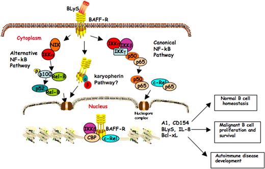Figure 7. Schematic model of BLyS/BAFF-R signaling in normal and neoplastic B cells. Our current conceptual hypothesis of how the BLyS/BAFF-R signaling contributes to autonomous cell growth in normal and aggressive NHL-B cells. In this model, BAFF-R located in the plasma membrane of lymphoma cells provides signaling for NF-κB pathway activation upon ligand (BLyS) binding. In the nucleus, BAFF-R associates with IKKβ and promotes histone H3 phosphorylation. BAFF-R, IKKβ, and NF-κB/c-rel form a nuclear complex binding to NF-κB target gene promoters and regulating transcription of these genes.