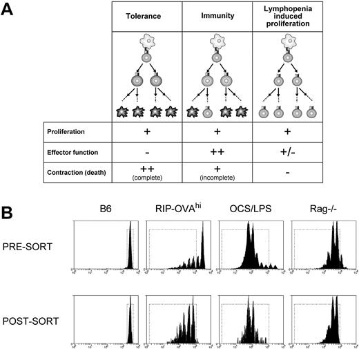 Figure 1. A microarray approach to the analysis of peripheral deletion of CD8+ T cells. (A) Three forms of CD8+ T-cell fate were chosen for microarray comparison of gene expression profiles: deletional tolerance, immunity, and lymphopenia-induced proliferation. In deletional tolerance (left panels), naive T cells (top, round cell) proliferate in response to antigen presented by DCs (top, irregular cell). However, the responding T cells fail to acquire effector functions, and all eventually die by apoptosis (ie, the population contracts). In immunity (middle panels), naive T cells proliferate in response to antigen presented by DCs. In contrast to deletional tolerance, these cells acquire effector functions and, although most cells contract/die at the completion of the CTL immune response, some persist as memory cells. During lymphopenia-induced proliferation (right panels), T cells proliferate in response to homeostatic cytokines and low-avidity TCR/self-major histocompatibility complex interactions with DCs and the responding cells acquire a “memory” phenotype. There is no net loss of cells during this response and hence no contraction and relatively little cell death. (B) Presort and postsort profiles. A total of 2 × 106 CFSE-labeled Ly5.1+ OT-I cells were injected intravenously into antigen-free C57BL/6 (B6), RIP-OVAhi, OCS/LPS-treated C57BL/6 (OCS/LPS), or Rag−/− mice. The cells were then stained for CD8 and Ly5.1, and the viable, CD8+Ly5.1+ cells that had either not divided (B6) or had undergone 2 or more divisions (RIP-OVAhi, OCS/LPS, and Rag−/−) were sorted by FACS. (Top panels) The CFSE profiles of viable, CD8+Ly5.1+ cells presort. (Bottom panels) The same cells postsort. The dotted rectangle represents the sort gate. Representative profiles from 1 of 2 sorts are shown.
