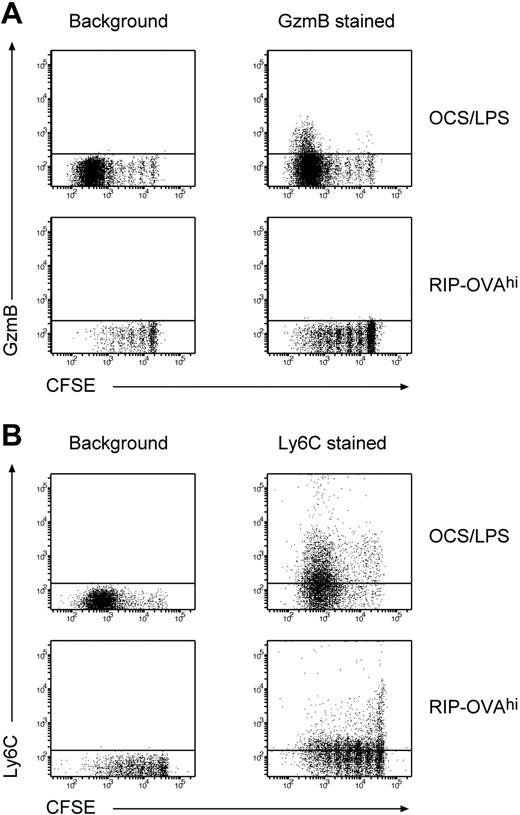Figure 3. OT-I cells undergoing deletion fail to up-regulate GzmB and Ly6C. A total of 2 × 106 Ly5.1+ CFSE labeled OT-I cells were injected intravenously into either RIP-OVAhi mice or OCS/LPS primed C57BL/6 mice (OCS/LPS). Sixty hours after transfer, the proliferating cells within the sacral and pancreatic lymph nodes (RIP-OVAhi) or spleen (OCS/LPS) were stained and analyzed by flow cytometry. (A) Dot plots of intracellular GzmB staining versus CFSE staining showing unstained (background; left panels) and GzmB-stained (right panels) cells. The plots are gated on CD8+Ly5.1+ T cells. Representative plots from 5 independent experiments (each performed with 3 mice per group) are shown. (B) Data for Ly6C staining plotted similarly to panel A. Representative plots from 3 independent experiments (each performed with 3 mice per group) are shown.
