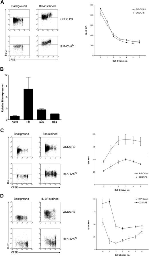 Figure 4. Bcl-2, IL-7Rα chain, and Bim levels during deletion and immunity. A total of 2 × 106 CFSE-labeled OT-I cells were injected intravenously into either RIP-OVAhi mice or OCS/LPS primed C57BL/6 mice (OCS/LPS). Sixty hours after transfer, the proliferating cells within the sacral and pancreatic lymph nodes (RIP-OVAhi) or spleen (OCS/LPS) were stained and analyzed by flow cytometry. (A) Intracellular Bcl-2 staining showing dot plots (left) and quantitated mean fluorescence intensity (MFI; right). MFI graph shows Bcl-2 MFI values minus background, which was determined independently for each cell division. Error bars represent SEM. Representative data are shown from 1 of 3 independent experiments, with 3 mice per group per experiment. (B) Bim real-time PCR performed on array cRNA. The bar graphs show changes in gene expression relative to naive and represent mean data ± SEM from the duplicate array samples (with the exception of the Rag sample, for which only a single replicate was analyzed). Naive indicates naive cells; Tol, cells undergoing deletion; Imm, primed cells; and Rag, cells undergoing lymphopenia-induced proliferation. (C) Same as in panel A, except that cells were stained intracellularly for Bim. Representative data are shown from 1 of 2 independent experiments, with 3 mice per group per experiment. (D) Same as in panel A, except that cells were surface stained for IL-7Rα chain. Representative data are shown from 1 of 3 independent experiments, with 3 mice per group per experiment.