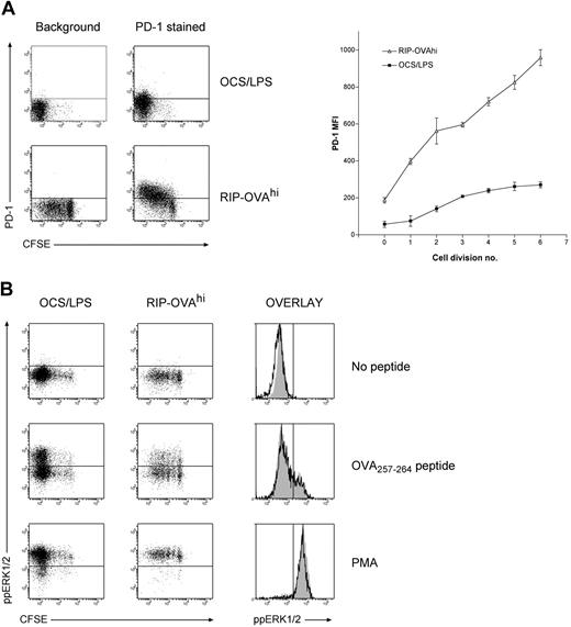 Figure 5. PD-1 levels and ERK1/2 activation during deletion and immunity. A total of 2 × 106 CFSE-labeled OT-I cells were injected intravenously into either RIP-OVAhi mice or OCS/LPS primed B6 mice (OCS/LPS). Sixty hours after transfer, the proliferating cells within the sacral and pancreatic lymph nodes (RIP-OVAhi) or spleen (OCS/LPS) were stained and analyzed by flow cytometry. (A) PD-1 staining showing dot plots (left) and quantitated mean fluorescence intensity (MFI; right). MFI graph shows PD-1 MFI values minus background, which was determined independently for each cell division. Error bars represent SEM. Representative data are shown from 1 of 3 independent experiments, with 3 mice per group per experiment. (B) Levels of activated (ie, phosphorylated) ERK (ppERK1/2) on in vitro peptide restimulation of T cells during immunity and deletion. Cell suspensions were either left unstimulated or restimulated with OVA257-264 peptide or PMA. Cells were then fixed, permeabilized, and stained intracellularly for ppERK1/2. Dot plots are shown for all conditions (left panels), and histograms showing ppERK1/2 levels on divided OT-I cells during both immunity (open histograms) and deletion (gray shaded histograms) are included (right panels). Representative data are shown from 1 of 2 independent experiments, with 3 mice per group per experiment.