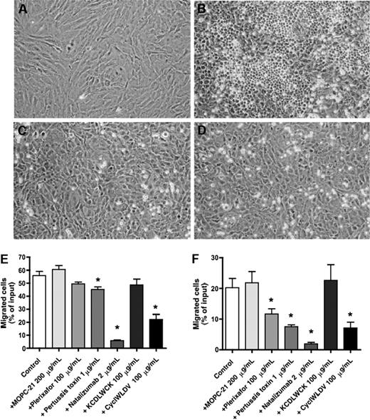 Figure 3. Effects of natalizumab, Plerixafor, pertussis toxin, and CS-1 peptide on the migration of MCL cells beneath stromal cells (pseudoemperipolesis). To demonstrate the effect of blocking VLA-4 integrins on pseudoemperipolesis, a confluent layer of M2-10B4 marrow stromal cells was established (A), and untreated (B) or pretreated (with natalizumab in panel C, with CS-1 peptide in panel D) MCL cells were seeded onto the stromal cell layer. After 6 hours, nonmigrated cells were removed by vigorous washing. Migrated cells are characterized by a dark appearance, whereas nonmigrated cells remain bright. The stromal cell layer containing the migrated MCL cells was photographed (100× magnification). These photomicrographs illustrate that pseudoemperipolesis of MCL cells after treatment with natalizumab (C) and CS-1 peptide inhibitor (D) was greatly reduced compared with untreated controls (B). Cells were imaged using a phase contrast microscope (Model ELWD 0.3; Nikon, Garden City, NY) with a 10×/0.25 NA objective lens. Images were captured with a Nikon D40 digital camera (Nikon, Tokyo, Japan) using Camera Control Pro software (Nikon) and processed with Adobe Photoshop 9.0 software (Adobe Systems, San Jose, CA). The MCL cell lines SP-53 (E) and MINO (F) were left untreated (controls) or pretreated with the agents displayed on the horizontal axis and then incubated on confluent MSC layers. After incubation, the nonmigrated cells were vigorously washed off, and the MCL cells that had migrated into the MSC layer were quantified by FACS. The mean ± SEM relative pseudoemperipolesis is shown for 3 independent experiments for each cell line. *Significant inhibition of pseudoemperipolesis compared with control sample (P < .05).