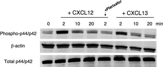 Figure 6. Effects of CXCL12 and CXCL13 stimulation on p44/p42 MAPK activation. SP-53 cells were stimulated with 250 ng/mL CXCL12 or 1 μg/mL CXCL13 for different times. To block CXCR4-derived signaling, cells were preincubated for 1 hour with 100 μg/mL Plerixafor and then stimulated with CXCL12. MCL cell lysates were probed with antiphospho p44/p42, antiβ-actin mAbs, and (on separate gels) with anti-p44/p42 mAbs. As indicated, maximum p44/p42 activation occurs within 2 minutes of stimulation with a subsequent decline in signal intensity. Pretreatment with Plerixafor effectively inhibits CXCL12-mediated p44/p42 MAPK activation. Results shown are representative of 3 experiments.