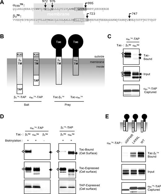 Figure 1. Integrin αIIb and β3 TMD-tail mini-integrins interact with each other via the TMDs. (A) Amino acid sequences of αIIbTM and β3TM used in this study. Sequences in the gray box represent amino acid residues in membrane region. GXXXG motif and GFFKR motif in αIIb are underlined. Point mutations used in this study are indicated with arrows. The previously designated membrane-proximal regions containing hydrophobic stretches in both α and β integrin are boxed.25 (B) Schematic diagram of TMD-tail constructs. For β3TM-TAP and αIIbTM-TAP baits, β3TM and αIIbTM (A) were fused to TAP tag for purification and an N-terminal FLAG tag for detection. Tac-αIIbTM and Tac-β3TM were made by fusion of αIIbTM and β3TM, respectively, with Tac extracellular domain. (C) CHO cells were transiently transfected with αIIbTM-TAP (bait) and Tac-αIIbTM or Tac-β3TM (preys), and cells were lysed and incubated with calmodulin beads to capture the baits. Bound Tac constructs were analyzed by Western blot using anti-Tac antibody (top panels). Expression of Tac preys (middle panel) and captured αIIbTM-TAP (bottom panel) were verified by Western blot using anti-Tac antibody and anti-FLAG antibody, respectively. The arrows indicate mature cell-surface proteins, and the arrowheads incompletely glycosylated intracellular proteins. Open symbols represent Tac-β3TM, and closed symbols represent Tac-αIIbTM. (D) CHO cells were transiently transfected with baits and preys, as indicated, and cell-surface proteins were biotinylated before cell lysis. Ten percent of the lysates were incubated with neutravidin beads to determine the input of biotinylated proteins in the lysates (middle and bottom panels). The remaining lysates were first incubated with calmodulin beads to capture the baits, and the bound proteins were eluted with 10 mM EDTA. The eluates were then incubated with NeutrAvidin beads to capture the biotinylated surface proteins and the presence of Tac preys was analyzed with Western blot using anti-Tac antibody (top panel). (E) αIIbTM-TAP constructs containing deletion of GFFKR motif or mutations of 2 Gly in GXXXG motif to Leu were tested for their binding to Tac-β3 as in (C).
