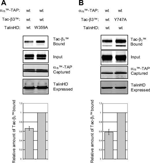 Figure 3. Talin binding to the β3 tail inhibits the αβ TMD-tail interaction. (A) αIIbTM-TAP and Tac-β3TM were cotransfected with THD or THD(W359A) mutant into CHO cells, and their interaction was analyzed, as described in Figure 1C. Ratio of the amount of Tac-β3TM bound to αIIbTM-TAP in presence of wild-type THD to that in the presence of THD W359A is shown as a bar graph. The data are the mean ± SE of 4 experiments. (B) αIIbTM-TAP and THD were cotransfected with Tac-β3TM or Tac-β3TM(Y747A) mutant into CHO cells and their interaction was analyzed, as described in panel A. The data are mean ± SE of 3 experiments.