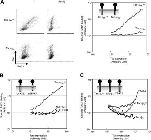 Figure 4. TMD-tail mini-integrins activate native integrin αIIbβ3. (A) Tac-αIIbTM or Tac-αIIb was transfected into CHO cells expressing αIIbβ3 (A5 cells). Twenty-four hours after transfection, cells were stained with PAC1 (activation-specific anti-αIIbβ3 antibody) and 7G7B6 (anti-Tac antibody) in the presence or absence of a selective inhibitor of ligand binding to αIIbβ3, Ro-43-5054, and then analyzed by flow cytometry to generate the dot plots shown (left). Geometric means of PAC1 binding in cells expressing different quantities of Tac constructs were plotted as larger red dots. Specific PAC1 binding was calculated by subtracting the geometric means of PAC1 binding in the presence of Ro-43-5054 from that in the absence of Ro-43-5054 in each range, and plotted as a line graph (right). (B) The effects of Tac-αIIbTMΔGFFKR and Tac-αIIbTMLXXXL on αIIbβ3 activation were analyzed, as in panel A. (C) The effects of Tac-β3TM, Tac-β3, and Tac-β3TM(Y747A) on αIIbβ3 activation were analyzed, as in panel A. The activating effects of each Tac constructs were tested at least 3 times, and representative data are shown.