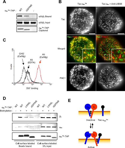 Figure 5. αIIb TMD-tail binds to the β3 subunit of native integrin αIIbβ3. (A) αIIbTM-TAP, αIIbTMΔGFFKR-TAP, or empty vector was transfected into A5 cells, and after 24 hours, cells were lysed and incubated with calmodulin beads to capture TAP constructs. β3 was detected by Western blot using anti-β3 antibody as representative of the bound αIIbβ3 (top). Expression level of β3 in lysates (middle) and captured TAP constructs (bottom) was assessed by Western blot. (B) A5 cells transfected with Tac-αIIbTM or Tac-αIIb were detached and stained with anti-Tac antibody and PAC1. In the merged image, green and red represent Tac and active integrin, respectively. The 2.7-fold digital enlargement of areas in small rectangles is shown in insets. Bar = 5 μm. (C) A5 cells were incubated for 30 minutes at 37°C with TBS (20 mM Tris, pH 8.4, 150 mM NaCl) containing either 1 mM Ca/Mg or 5 mM EDTA, and stained with αIIbβ3 complex-specific antibody (D57). D57 binding was measured by flow cytometry and plotted as histogram. (D) A5 cells transfected with TAP constructs were detached, and surface proteins were biotinylated and treated with EDTA to dissociate αIIbβ3 complex before the cells were lysed. Five percent of the lysates were incubated with neutravidin beads to determine the input of biotinylated proteins in the lysates (lanes 5-8). The remaining lysates were first incubated with calmodulin beads to capture TAP tag, and the bound proteins were eluted with 10 mM EDTA. The eluates were further incubated with NeutrAvidin beads to capture the biotinylated protein (lanes 1-4). Anti-αIIb antibody (PMI-1), anti-β3 antibody (Rb8053), and anti-FLAG antibody (M2) were used for the Western blot, as indicated. Schematic procedure for this experiment is shown in Figure S4. (E) Model of how the αIIb TMD-tail induced αIIbβ3 activation. αIIb TMD-tail interacts with TMD-tail region of β3 in the native integrin and competes for the heterodimeric interaction between αIIb and β3, resulting in rearrangement of the TMD and activation.