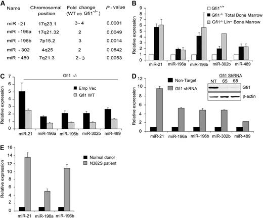 Figure 1. Gfi1 is a master regulator of microRNA expression. (A) MicroRNA microarray profile of total BM cells from both C57Bl/6 and Balb/c Gfi1+/+ and Gfi1−/− littermates. (B) Quantitative real-time (TaqMan) miR analysis of RNA from panel A and Lin− BM cells. (C) TaqMan analyses of steady-state miR expression in Gfi1−/− Lin− BM cells transduced with MSCV empty vector or MSCV encoding Gfi1. (D) TaqMan analyses of miR expression in HL60 cells transduced with Gfi1-targeting lentiviral shRNA (65 and 68) and nontargeting control (NT). Immunoblot showing Gfi1 knockdown (inset). (E) TaqMan analyses of microRNA in human CD34+ bone marrow cells from healthy donors (n = 3) versus GFI1N382S mutant patient. TaqMan results are represented as means ± SD from at least 3 independent experiments.