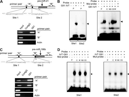 Figure 2. Gfi1 physically binds to miR-21 and miR-196B loci. (A) Diagrammatic representation of putative Gfi1 binding sites in the human miR-21 locus relative to the start of the pre-miR transcript on human chromosome 17, along with primer pairs (“A” and “B”; arrows) used for ChIP analyses (top). ChIP analyses using a Gfi1-specific monoclonal antibody (Gfi1) and isotype control mouse IgG (ConIgG; bottom) in human HL60 cells. Primers amplifying a region of the Beta-actin gene (Actin) and primer pair “B” to the miR-21 locus serve as negative controls. (B) EMSA analyses with in vitro transcribed and translated Gfi1 and oligonucleotides encoding wild-type (Probe) or Gfi1-site mutant (Mut probe) miR-21 locus sequences depicted in panel A. (C) Diagrammatic representation of putative Gfi1 binding sites in the human miR-196B locus relative to the start of the pre-miR transcript on chromosome 6, along with primer pairs (“A,” “B,” and “C”) used for ChIP analyses (top). ChIP analyses using a Gfi1-specific monoclonal antibody (Gfi1), isotype control mouse IgG (ConIgG; bottom). Primers amplifying a region of the Beta-actin gene (Actin) and primer pair “C” to the miR-196b locus serve as negative controls. (D) EMSA analyses with in vitro transcribed and translated Gfi1 and oligonucleotides encoding wild-type (probe) or Gfi1-site mutant (Mut probe) miR-196B locus sequences depicted in panel C. P indicates control IVT protein (luciferase); C, cold competition with wild-type miR-21 or miR-196B oligo; NS, neutralizing Gfi1-specific antibody; CS, nonspecific control antibody; and M, cold competition with Gfi1-site mutant oligo. Results shown are representative of at least 3 independent experiments.