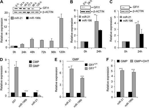 Figure 3. Gfi1 regulates miR-21 and miR-196B during myelopoiesis. TaqMan analysis of miR-21 and miR-196B in the human HL60 cell line treated with (A) ATRA or (B) PMA, or (C) the human U937 cell line treated with PMA. Immunoblot of Gfi1 or Beta-actin (inset). (D) TaqMan analyses of Gfi1, miR-21, and miR-196b expression in sorted wild-type CMPs and GMPs. (E) TaqMan analyses of miR-21 and miR-196b expression in sorted Gfi1+/+ and Gfi1−/− GMPs. (F) TaqMan analysis of miR-21 and miR-196b expression in phenotypically wild-type sorted GMPs, 36 hours after in vitro OHT-induced Cre-ERt2 activation to mediate deletion of floxed Gfi1 alleles. *P < .05; **P < .01; ***P < .001.