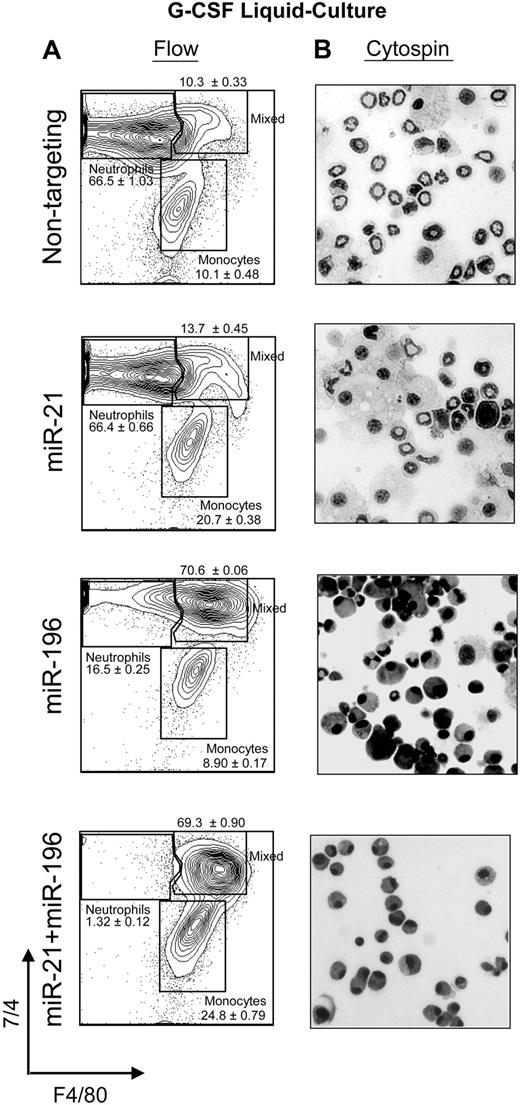 Figure 5. Overexpression of both miR-21 and miR-196b blocks granulopoiesis in vitro. (A) Flow cytometric analysis with antibodies to 7/4 and F4/80 denoting neutrophil, mixed, and monocytic phenotypes of liquid cultures from Lin− bone marrow cells transduced with MSCV vector encoding miR-21, miR-196b, miR-21, and miR-196b or a nontargeting shRNA control. (B) Cytospin from 4-day G-CSF–stimulated liquid cultures of panel A. Results are displayed as percentage of neutrophils, monocytes, and mixed (n = 3, mean ± SD).