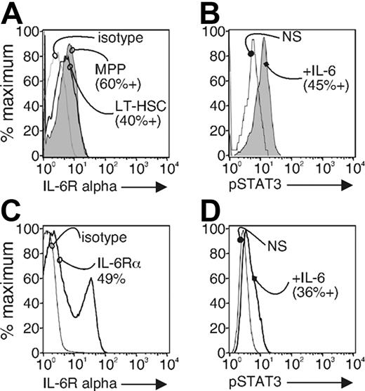 Figure 4. The LSK fraction expresses IL-6 receptor and responds to IL-6 by phosphorylation of STAT-3. (A) Sorted LSK fraction from wild-type bone marrow cells was stained with anti–IL-6Rα or isotype control antibody. LT-HSC and MPP populations were resolved by expression level of Flt3. Stained cells were analyzed by flow cytometry. The results are representative of 3 separate experiments. Splenocyte cells were used as a positive control for IL-6Rα staining (C). (B) The sorted LSK fraction from wild-type bone marrow cells were left unstimulated (NS) or were stimulated with IL-6 (100 ng/mL) for 15 minutes (+IL-6). The cells were fixed, permeabilized, and stained with anti–phospho-STAT3. Stained cells were analyzed by flow cytometry. The results are representative of 3 separate experiments. Splenocyte cells were used as a positive control for phospho-STAT3 staining (D).