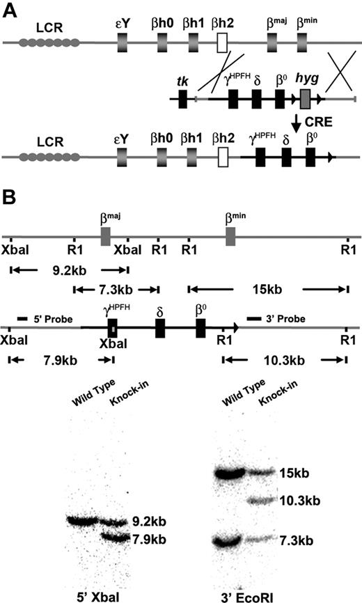 Figure 1. CA mice were generated by replacing the adult mouse β globin genes with a human γHPFHδβ0 globin gene cassette in mouse ES cells. (A) Scheme of targeted gene replacement of the adult mouse β globin genes by a human γHPFHδβ0 globin gene cassette in mouse ES cells. The hyg marker gene was deleted by breeding to CRE recombinase transgenic mice.20 (B) Southern blot confirmation of correct homologous recombination. The 5′ probe hybridizes with a 9.2-kb XbaI fragment from the wild-type allele and a 7.9-kb fragment from the human globin KI allele. The 3′ probe derived from part of the βmin globin gene anneals to a 14.8-kb EcoRI fragment from the βmin globin gene, a 7.3-kb fragment from the βmaj globin gene, and a 10.3-kb fragment from the human globin KI allele.