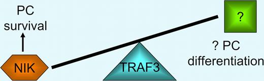 TRAF3 is a critical regulator of plasma cell homeostasis. TRAF3 is an adaptor that recruits a TRAF2, cIAP1, and cIAP2 E3 ubiquitin ligase complex to NIK, leading to rapid turnover in resting B cells. Low levels of TRAF3 lead to NIK stabilization, activation of the alternative NF-kB pathway, and plasma cell survival. High levels of TRAF3 in transgenic B cells results in reduced B-cell numbers, but plasmacytosis by an unresolved mechanism, perhaps related to increased plasma cell differentiation.