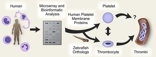 Fishing for hemostatic proteins using comparative genomics and zebrafish models. Watkins et al compared gene expression patterns in primary human myeloid leukocytes, lymphocytes, and natural killer cells, and in model erythroblastic and megakaryocytic cells cultured from hematopoietic precursors by using whole genome chip microarray technology. Bioinformatics analysis of the resulting atlas of data identified lineage-specific genes, co-expression patterns, similarities and differences in the patterns of expressed genes in analogous murine blood cells, and genes whose protein products are candidates for new functional roles. O'Connor et al used this database to examine a subset of human platelet membrane proteins without established hemostatic functions— identified as candidates by the presence of their mRNA transcripts in megakaryocytic cells in the study by Watkins et al—for activities in experimental thrombosis. The strategy involved identification of orthologs corresponding to human platelet proteins in zebrafish cells, “knockdown” of the zebrafish orthologs using antisense morpholino oligonucleotides, and examination of responses of the morpholino-treated fish in a laser-induced thrombosis model. Reduced expression of 4 candidate proteins resulted in altered thrombus formation. Functional roles of the corresponding human proteins now merit evaluation in relevant models based on this screening strategy.