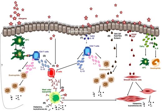 Figure 1. Hematolymphatic and nonhematolymphatic cells in the pathogenesis of allergic airway disease. The left half of the figure focuses on the role of hematolymphatic cells (1-6) and the right half on the role of nonhematolymphatic cells (eg, airway epithelial cells and smooth muscle cells; 7-10). Dendritic cells (1) present peptides from the allergen to allergen-specific CD4 T cells (2). CD4 T cells secrete cytokines like IL-4, IL-5, and IL-13 (3). IL-4 and IL-13 stimulate the differentiation of B cells into IgE-plasma cells. IL-5 recruits eosinophils and stimulates their differentiation (4). IgE binds to FcεRI on the mast cells or basophils (5). Mast cells, basophils, and eosinophils release vasoactive, chemotactic, and other inflammatory mediators (histamine, leukotrines, etc) (6) resulting in edema, smooth muscle hyperresponsiveness and hypertrophy, basal membrane thickening, and mucus secretion. Perhaps due to the influence of the hematolymphatic cells (?) epithelial cells do the following. Epithelial cells release TARC and IL-16 that activate CD4 T cells (via CCR4 receptor), leading to release of cytokines like IL-4, IL-5, and IL-13 (7). Epithelial cells release GM-CSF and chemokines like RANTES and Eotaxin that lead to recruitment and activation of eosinophils (via CCR3 receptors)(8). Epithelial cells release growth factors like PDGF and EGF that stimulate smooth muscle cells to proliferate and secrete histamine (9). Smooth muscle cells are also activated by mast cells. Epithelial cells release proinflammatory cytokines like TNF-α (stimulates macrophages and dendritic cells) and IL-8 (recruits neutrophils; 10).