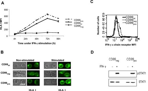 Figure 2. IFN-γ requires CD99 to up-regulate HLA class I expression. (A) Kinetics of HLA class I surface expression in IFN-γ–stimulated cells. After treatment with IFN-γ, cells were incubated at 37°C for the indicated time and were then stained with the FITC-HLA class I “W6/32” mAb. The levels of HLA class I molecules in CD99wt, CD99neg, and CD99pos Jurkat T cells were then measured by flow cytometry. (B) CD99wt, CD99neg, and CD99pos Jurkat cells were grown in medium alone or stimulated with IFN-γ. Cells were permeabilized and HLA class I molecules were detected using the FITC-HLA class I “W6/32” mAb, and analyzed by deconvolution fluorescence microscopy. (C) Surface expression of the IFN-γ receptor α-chain in CD99wt, CD99neg, and CD99pos Jurkat cells were analyzed by flow cytometry using a PE-STAT1 mAb. (D) STAT1 phosphorylation was tested by Western blotting. Cell lysates were prepared from untreated (−) or 20-minute IFN-γ–treated (+) CD99neg andCD99pos Jurkat cells. Cell lysates were immunoblotted for phospho-Tyr 701 STAT1 (top panel). The membrane was stripped and reprobed with an anti-STAT1 Ab (bottom panel).