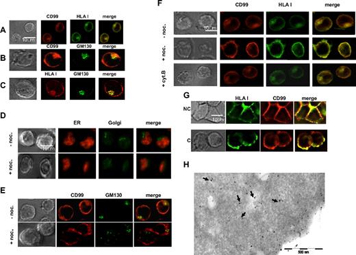 Figure 4. Colocalization of CD99 and HLA class I. Wild-type Jurkat T cells were fixed, permeabilized, and stained for immunofluorescence microscopy (IFM). (A) CD99 molecules were visualized by indirect fluorescence using the CD99 “O662” mAb followed by a Texas Red–conjugated horse anti–mouse IgG. HLA class I molecules were detected with an FITC-conjugated “W6/32” mAb. (B,C) “O662” or “W6/32” mAbs were used to visualize CD99 or HLA class I molecules, respectively; specific binding was revealed with a Texas Red–conjugated horse anti–mouse IgG. The Golgi apparatus was stained with a FITC-GM130 mAb. (D-F) Intracellular colocalization of CD99 and HLA class I molecules is Golgi dependent. Jurkat cells treated with or without nocodazole (noc.) were fixed, permeabilized, and stained for deconvolution fluorescence microscopy. Nocodazole disturbs the Golgi integrity while the ER remains intact. ER and Golgi compartments were costained either with an anti-Bip/GRP78 mAb followed by a Texas Red–conjugated horse anti–mouse IgG and a FITC-GM130 mAb, respectively. Nocodazole affects the intracellular localization of CD99. The “0662” mAb was used for CD99 labeling, which was detected with a Texas Red–conjugated horse anti–mouse IgG; Golgi was detected with an FITC-conjugated GM130 mAb. CD99 and HLA class I labeling was performed using the “O662” mAb with a Texas Red–conjugated horse anti–mouse IgG and the FITC-“W6/32” mAb, respectively. As a control, cells were treated with cytochalasin B (cyt. B), which disturbs the actin cytoskeleton. (G) Cocapping of CD99 and HLA class I molecules. Jurkat T cells were treated as described in “Methods.” Briefly, cells were incubated for 30 minutes with biotinyled anti–HLA class I “W6/32” mAb followed by a 30-minute incubation with Texas Red–streptavidin. Cells were incubated at 37°C for 60 minutes to allow capping. Labeling for CD99 was then performed by incubation with the “0662” mAb followed by incubation for 30 minutes at 4°C with a Texas Red–conjugated rabbit antimouse antibody. Finally, cells were plated onto PLL-coated slides and fixed before microscopic analysis. Cells in noncapping (NC) and capping (C) conditions are shown in the upper panel and in the lower panel, respectively. No cross-reactivity between the anti–Ig conjugates and the primary antibodies was observed in control cells. (H) Immuno-electron microscopy identifies colocalization of HLA class I and CD99. Consecutive immuno-gold double labeling of Jurkat cells: detection of HLA class I by W632 mAb and protein A coupled to 15-nm gold particles followed by labeling with CD99 (O662 mAb) and protein A coupled to 10-nm gold particles. The arrows point to HLA class I and CD99 colocalization areas.