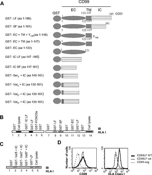 Figure 5. HLA class I molecules are physically linked to CD99 molecules in Jurkat cells. (A) Schematic diagram of GST-CD99 fusion proteins prepared for this study. LF indicates long form; SF, short form; IC, CD99 intracytoplasmic region; EC, CD99 extracellular region; TM, CD99 transmembrane region. For GST-val 3* val 134,135,136 were mutated in Leu, Leu, Ile, and for GST-val 5* mutations of val 131 and 138 to Leu were added. (B) The short form of CD99 can bind HLA class I molecules. GST pull-down assays were performed on Jurkat cell lysates using the indicated GST-CD99 fusion proteins (above lanes 1-6 and 7-14). After extensive washings, bound proteins were separated by SDS-PAGE and immunoblotted (IB) with the “H300” Ab directed against HLA class I molecules. The whole-cell lysates used for HLA class I binding analysis are shown on the immunoblots in lanes 2 and 14. (C) Val 134-136 residues of the transmembrane and HLA class I binding domains. GST pull-down assays were performed using GST-CD99 fusion proteins extending into the transmembrane region GST-Val 5 + IC). Mutations to Leu or Ile were introduced at Val 131, 134-136, and 138 (GST-Val 3* + IC and GST-Val 5* + IC). (D) Expression of HLA class I by transfectants showing CD99 long form mutated on the valines 134-136 (CD99 LF Val) compared with CD99 long form WT (CD99LFwt) transfectants and CD99 negative cells (CD99neg).