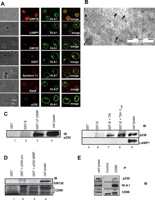 Figure 6. The transmembrane region of CD99 associates with the p230 GRIP domain region. (A) Colocalization of HLA class I molecules and p230/golgin-245. Jurkat T cells were fixed, permeabilized, and stained for IFM. Trafficking markers were visualized by indirect fluorescence using specific mAbs, detected with a Texas Red–conjugated horse anti–mouse IgG. HLA class I molecules were detected with the FITC-“W6/32” mAb. Bip/GRP78: a major chaperone of the ER lumen; LAMP1: a glycoprotein of lysosome membranes; GM130: a Golgi matrix protein, also associated with the cis-Golgi; GS27/membrin: a Golgi-associated SNARE which acts in medial- to trans-Golgi protein movement; Syntaxin 11: a t-SNARE from the post-Golgi; Rab8: involved in the regulation of vesicular transport from the TGN to the plasma membrane; p230/golgin-245: a protein of the TGN structure. (B) Immuno-electron microscopy identifies colocalization of p230 and CD99. Consecutive immuno-gold double labeling of Jurkat cells: detection of p230 (anti-p230 mAb) and protein A coupled to 15-nm gold particles followed by labeling with CD99 (O662 mAb) and protein A coupled to 10-nm gold particles. The arrows point to p230 and CD99 colocalization areas. (C) GST-CD99 fusion proteins were incubated with Jurkat cell extracts. Bound proteins were detected with a p230-specific antibody. The whole-cell lysates used for the analysis of p230 binding are shown in lanes 4 and 9 of the immunoblot. LAMP1 staining was also used as a control. (D) GST-p230 fusion proteins expressing only the proline-rich domain (1-270aa) or the C-terminal region encompassing the GRIP domain of p230 (2000-2230aa) were incubated with Jurkat cell extracts. The eluted material was analyzed by Western blotting for CD99 using the “12E7” mAb. The whole-cell lysate is shown in lane 4. GM130 staining was also used as a control. (E) Jurkat cells were lysed in 0.5%TTX lysis buffer. Samples were immunoprecipitated with the “O662” CD99 mAb. Immunoprecipitates were analyzed by Western blot against HLA class I (H300 mAb) and anti-p230.