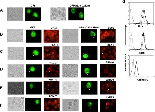 Figure 7. Overexpression of the C-terminal p230 GRIP domain disrupts the intracellular localization of both CD99 and HLA class I and induces down regulation of HLA class I at the cell surface. (A) Wild-type Jurkat T cells that were transiently transfected with plasmid expressing GFP-p230-C230aa were analyzed 72 hours later by IFM. GFP-p230-C230aa fusion protein is efficiently Golgi localized. (B-F) Cells were stained for endogenous CD99, HLA class I, TGN46, GM130, and LAMP1 with, respectively, the CD99 “O662” and the “W6/32” mAbs, a sheep anti-TGN46 antibody, the “35” anti-GM130 and anti-LAMP1“25CD107a” mAbs followed by appropriate secondary Texas Red–conjugated antibodies. (G) Wild-type Jurkat T cells that were stably transfected with a His-tagged plasmid expressing p230-C230aa were analyzed for HLA class I expression using the “W632” mAb; CD47 “B6H12” mAb was used as control. The bottom panel shows the expression level of His-tagged p230-C230aa protein compared with control cells using the anti–His G mAb after 20 minutes permeabilization in methanol.