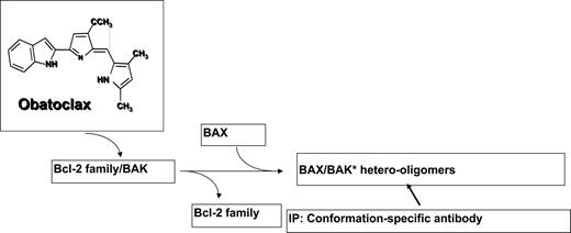 Figure 1. Structure of obatoclax and schematic of release of activated Bak (Bak*) from Bcl-2 following exposure to obatoclax and recruitment of Bax to form hetero-oligomers detectable by a conformation-specific antibody.