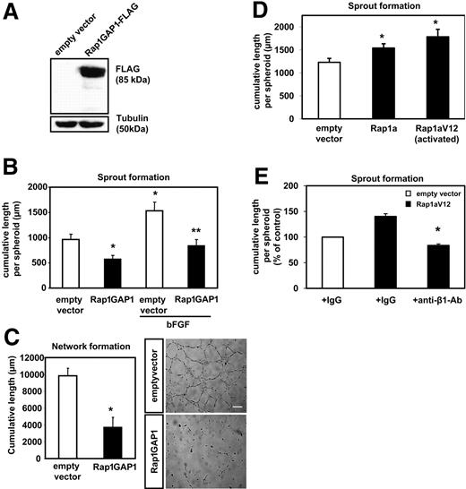 Figure 1. Effect of Rap1GAP1 overexpression on in vitro angiogenesis. (A) HUVECs were transfected with Rap1GAP1-FLAG or empty vector. After 24 hours, cells were lysed and subjected to Western blot analysis using a Flag-tag specific antibody. An antibody directed against tubulin was used as loading control. (B) Three-dimensional in vitro angiogenic sprouting in a spheroidal culture system with collagen-embedded spheroids of Rap1GAP1-FLAG- versus mock-transfected endothelial cells in the presence or absence (control) of 50 ng/mL bFGF. The mean cumulative length of sprouts per spheroid was assessed after 24 hours (*P < .05 vs empty vector, **P < .05 vs empty vector + bFGF, n = 9). (C) Statistical analysis and representative micrographs of the tube-forming activity. HUVECs were seeded on Matrigel Basement Membrane Matrix 24 hours after transfection with the indicated plasmids (n = 3). The length of capillary-like structures/networks was measured in 5 different high-power fields by light microscopy after 24 hours (*P < .05 vs empty vector). Bar represents 200 μm. The wells were viewed with an Axiovert 100M inverted microscope using as objective a Plan-NEOFLUAR (at 10×/0.30). Images were acquired using an Axiocam MR digital camera and were processed using AxioVision Rel 4.5 digital imaging software (all from Carl Zeiss, Jena, Germany). (D) Three-dimensional in vitro angiogenesis with collagen-embedded spheroids of Rap1a-, Rap1aV12-, or mock-transfected HUVECs (n = 7; *P < .05 vs empty vector). (E) Three-dimensional in vitro angiogenic sprouting in a spheroidal culture system with collagen-embedded endothelial spheroids of Rap1aV12- or mock-transfected HUVECs. The sprouting assay was performed in the presence of blocking monoclonal β1-integrin antibodies or murine isotype control antibodies. Data are presented as mean plus or minus SEM (n = 5, *P < .05 vs Rap1aV12 + IgG).