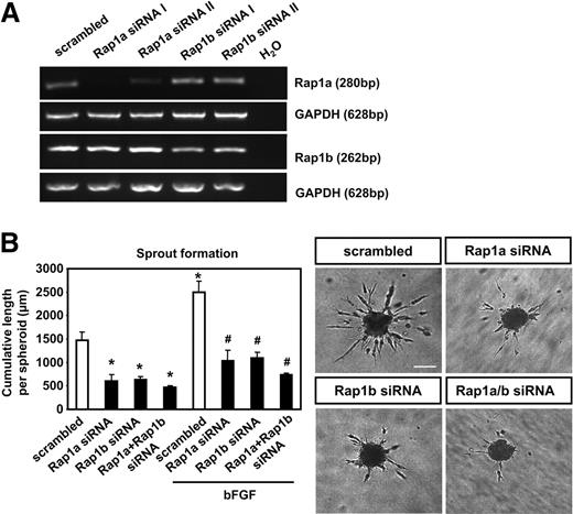 Figure 2. Silencing of Rap1 inhibits in vitro angiogenesis. Endothelial cells transfected with siRNAs targeted against Rap1a, Rap1b, or scrambled controls. Two different sequences were used as indicated by I and II. (A) Expression of Rap1a and Rap1b mRNA was assessed by RT-PCR. Glyceraldehyde-3-phosphate dehydrogenase (GAPDH) serves as loading control. (B) Statistical analysis and representative images of spheroidal sprouting assay performed with endothelial cells transfected as indicated with Rap1a-, Rap1b-, Rap1a-, and Rap1b-siRNA (sequence I) or scrambled siRNA in the absence or presence of 50 ng/mL bFGF (n = 13). The mean cumulative length of sprouts per spheroid was assessed after 24 hours (*P < .05 vs scrambled siRNA, #P < .05 vs scrambled siRNA + bFGF). Bar represents 100 μm. The wells were viewed with an Axiovert 100M inverted microscope using as objective a Plan-NEOFLUAR (at 10×/0.30). Images were acquired using a digital camera Axiocam MR and were processed using AxioVision Rel 4.5 digital imaging software (all from Carl Zeiss).