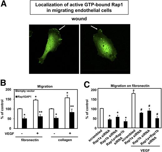 Figure 3. Silencing of Rap1 inhibits endothelial migration. (A) HUVECs were transfected with GFP-RBDRalGDS. Six hours after transfection, a wound was created. Representative images of 3 different experiments are depicted, showing recruitment of the GFP-RBDRalGDS (as an indicator of Rap1 activity) at the leading edge of migrating endothelial cells. Micrographs were acquired with an LSM 510 confocal microscope fitted with a Plan-Neofluar 40×/1.3 numeric aperture (NA) oil objective and LSM5 image acquisition software (all from Carl Zeiss). (B) HUVECs were transfected with Rap1GAP1-FLAG or empty vector. After 24 hours, cells were seeded in the upper chamber of modified Boyden chambers coated with fibronectin (n = 5) or collagen (n = 5). Endothelial cell migration was stimulated using VEGF (50 ng/mL) as chemoattractant where indicated. Data are presented as mean of migrated cell % of control plus or minus SEM (*P < .05 vs empty vector, **P < .05 vs empty vector + VEGF). (C) Migration assay on fibronectin (n = 5) with endothelial cells transfected with siRNAs targeted against Rap1a, Rap1b Rap1a/Rap1b, or scrambled siRNA. After 48 hours, cells were seeded in the upper chamber of modified Boyden chambers. Endothelial cell migration was assessed using VEGF (50 ng/mL) as chemoattractant. Data are presented as mean of migrated cell % of control plus or minus SEM (*P < .05 vs scrambled siRNA, #P < .05 vs scrambled siRNA + VEGF).