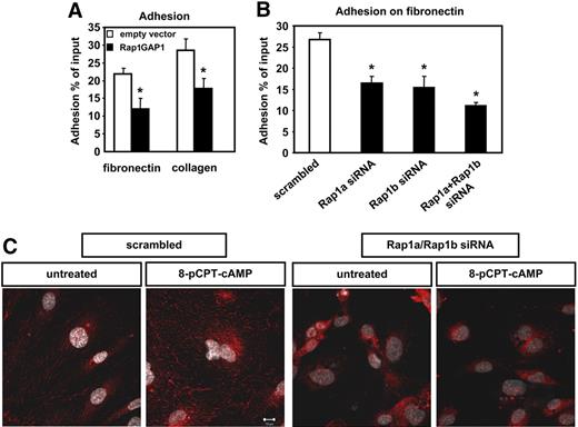 Figure 4. Inhibition of Rap1 reduced endothelial adhesion. (A) HUVECs were transfected with Rap1GAP1-FLAG or empty vector, and adhesion assays were performed with transfected endothelial cells. After 24 hours, cells were allowed to adhere for one hour on fibronectin (n = 6) or collagen (n = 9; *P < .05 vs empty vector). (B) Adhesion assay with endothelial cells transfected with siRNAs targeted against Rap1a, Rap1b, Rap1a/Rap1b, or scrambled siRNA. After 48 hours, cells were allowed to adhere for 1 hour on fibronectin-coated wells (n = 5). Data are presented as percentage of adhering cells plus or minus SEM (*P < .05 vs scrambled). (C) Twelve hours after transfection, HUVEC cells were grown on 4-well chamber slides. At 48 hours after transfection, serum-starved cells were left untreated or stimulated with 100 μM 8-pCPT-2′-O-Me-cAMP for 10 minutes. Immunofluorescence was performed using HUTS21 antibodies. Representative pictures from 3 different experiments are depicted. Bar represents 10 μm. Micrographs were acquired with an LSM 510 confocal microscope fitted with a Plan-Neofluar 40×/1.3 NA oil objective and LSM5 image acquisition software (all from Carl Zeiss).