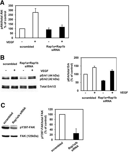 Figure 5. Altered angiogenic cell signaling in Rap1-silenced endothelial cells. Endothelial cells transfected with siRNAs targeted against Rap1a/Rap1b or scrambled siRNA. (A) After 48 hours, HUVECs were serum-starved for 3 hours and then left untreated or stimulated with VEGF (50 ng/mL) for 5 minutes. Cell lysates were subjected to phospho-Akt1–Ser473- or total Akt1-ELISA analysis. (B) After 48 hours, HUVECs were serum-starved for 3 hours and then left untreated or stimulated with VEGF (50 ng/mL) for 10 minutes. Cell lysates were subjected to Western blot analysis using phospho Erk1/2 or total Erk1/2. (C) Transfected HUVECs were lysed 48 hours after transfection. Cell lysates were subjected to Western blot analysis using antibodies against phospho-Y397-FAK, FAK, Rap1, and tubulin.