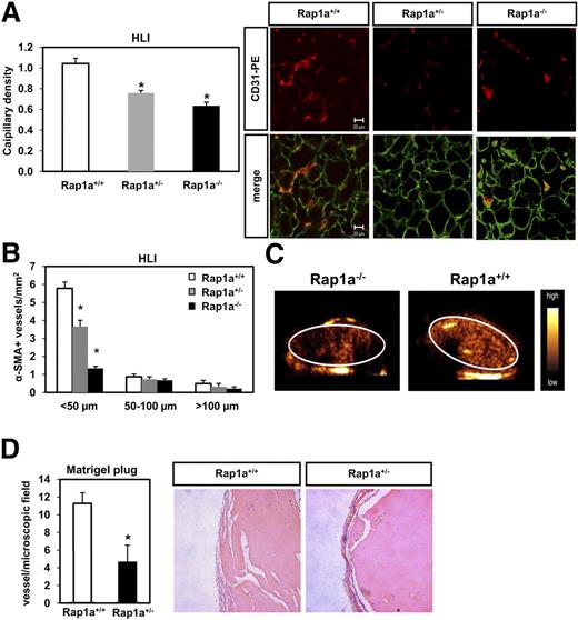 Figure 6. Role of Rap1a for neovascularization capacity in vivo. (A,B) Rap1a+/+ (n = 11), Rap1a+/− (n = 11), and Rap1a−/− (n = 4) mice were subjected to hind limb ischemia as described in “Methods.” (A) Capillary density (ratio of the number of capillaries to the number of myocytes) was determined in 8-μm frozen sections of ischemic muscles. Representative images of ischemic muscles are shown on the left panel (CD31, red fluorescence; laminin, green fluorescence). A quantitative analysis of capillary density is shown. Data are presented as mean plus or minus SEM (*P < .05 vs Rap1a+/+). Bar represents 20 μm. Micrographs were acquired with an LSM 510 confocal microscope fitted with a Plan-Neofluar 40×/1.3 NA oil objective and LSM5 image acquisition software (all from Carl Zeiss). (B) Conductance vessels in the adductor muscles were identified by size and smooth muscle actin (SMA) staining using a Cy3-labeled mouse monoclonal antibody for SMA. The number of small (< 50 μm), medium (50-100 μm), and large vessels was determined separately. Data are presented as mean plus or minus SEM (*P < .05 vs Rap1a+/+, < 50 μm). Evaluation was performed in a blinded fashion. (C) The perfusion of ischemic limbs was assessed by high frequency ultrasound in Rap1a−/− and Rap1a+/+ (wild-type) mice. (D) Statistical summary of blood vessel infiltration in Matrigel sections stained with an anti-SMA antibody in wild-type and Rap1a+/− mice. Quantitative results are presented as mean plus or minus SEM; n = 4 (Rap1a+/+), n = 4 (Rap1a+/−). Evaluation was performed in a blinded fashion. Sections of Matrigel plugs were stained with hematoxylin and eosin. Bar represents 20 μm (right panel).