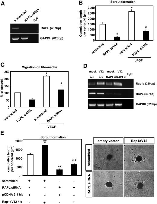 Figure 7. RAPL contributes to the angiogenic effect of Rap1a. Endothelial cells transfected with siRNAs targeted against RAPL or scrambled control. (A) Twenty-four hours later, expression of RAPL mRNA was assessed by RT-PCR; GAPDH serves as loading control. (B) Statistical summary of spheroid assays with RAPL siRNA or scrambled transfected endothelial cells. Spheroids were stimulated with or without 50 ng/mL bFGF (n = 3). Cumulative length of all sprouts originating from each spheroid was quantified after 24 hours. Statistical summary represents the mean plus or minus SEM (*P < .05 vs scrambled siRNA, #P < .05 vs scrambled siRNA + bFGF). (C) Forty-eight hours after transfection, migration assays on fibronectin were performed (n = 5). Data are presented as mean of migrated cell % of control plus or minus SEM (*P < .05 vs scrambled siRNA, #P < .05 vs scrambled siRNA + VEGF). (D) RT-PCR analysis of RAPL and Rap1aV12 expression by RT-PCR. GAPDH serves as loading control. (E) Statistical summary and representative micrographs of spheroid assay performed to analyze the effect of simultaneous RAPL silencing and Rap1aV12 overexpression on sprouting capacity of HUVEC (n = 5). Data are given as mean plus or minus SEM (*P < .05 vs scrambled siRNA + Rap1aV12; **P < .05 vs scrambled siRNA + pcDNA3.1; #P < .05 RAPL siRNA + pcDNA3.1). Bar represents 100 μm. The wells were viewed with an Axiovert 100M inverted microscope using as objective a Plan-NEOFLUAR (at 10×/0.30). Images were acquired using a digital camera Axiocam MR and were processed using AxioVision Rel 4.5 digital imaging software (all from Carl Zeiss).