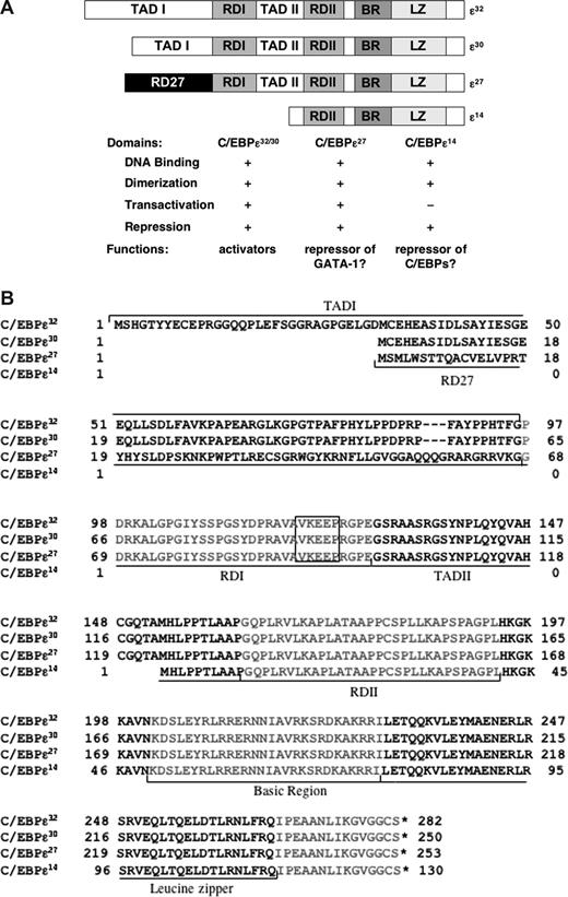 Figure 1. Functional domains and sequence alignments of the C/EBP-ϵ isoforms. Functional domains and predicted transcriptional activities of the 4 C/EBP-ϵ isoforms (32, 30, 27, and 14 kDa), based on mutagenesis and transactivation studies of the human and murine full-length isoforms16,23,49,50 and shorter human isoforms,2,22 are shown schematically in panel A. Alignments of their amino acid sequences and locations of the various transactivation, repression, and bZIP domains are shown in panel B. All 4 isoforms are identical at their carboxyl terminus, which encodes the RDII repressor, basic DNA binding, and bZIP dimerization domains. The activator isoform C/EBP-ϵ32, a 281-amino acid protein, contains 2 transcriptional activation domains (TADI, TADII), 2 repressor domains (RDI, RDII), and the DNA-binding domain composed of the basic region (BR) and leucine zipper (LZ). C/EBP-ϵ30, a 250-amino acid protein, is derived from an alternative translation start site 100 bp (33 amino acids) downstream of the start site for C/EBP-ϵ32. C/EBP-ϵ27, a 253-amino acid protein derived through alternative RNA splicing, contains a unique 68-amino acid N-terminal repression domain we have designated as RD27.22 The shortest isoform, C/EBP-ϵ14, a 130-amino acid protein, consists mainly of the basic DNA binding and leucine zipper domains, the RDII repressor domain, with no transactivation domain. The RDI domain contains a highly conserved “VKEEP” sumoylation consensus sequence (boxed in panel B), through which sumoylation increases the transcriptional activity of the murine activator isoforms.23,49,50