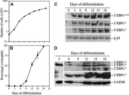 Figure 2. Temporal changes in expression of the C/EBP-ϵ isoforms during eosinophilopoiesis. CD34+ progenitors were differentiated to the eosinophil lineage by suspension culture in SCF, IL-3, IL-5, GM-CSF, and Flt3-L for 3 days, followed by only IL-3 and IL-5 thereafter. The cells were maintained at 0.5 × 106 cells/mL, total and eosinophil counts determined every 3 to 4 days, and total RNA for RT-PCR and total protein for Western blotting prepared from 1 × 106 cells. Cell proliferation (A) and the percentage of eosinophils (B) developing in the cultures based on differential cell counts using Fast Green/Neutral Red staining to distinguish secondary granule formation is shown. Semiquantitative RT-PCR was performed using α-32P-dCTP and C/EBP-ϵ isoform selective primers, with β2M amplified as the internal control for mRNA (cDNA) input (C). C/EBP-ϵ isoform protein expression was analyzed by Western blotting of whole cell lysates using a combination of anti–C/EBP-ϵ C-terminal (C-22; SC-158) and N-terminal (H-75; SC-25770) antibodies (Santa Cruz Biotechnology, Santa Cruz, CA), compared with GAPDH expression as the loading control (D). Representative results from 2 independent experiments are shown.
