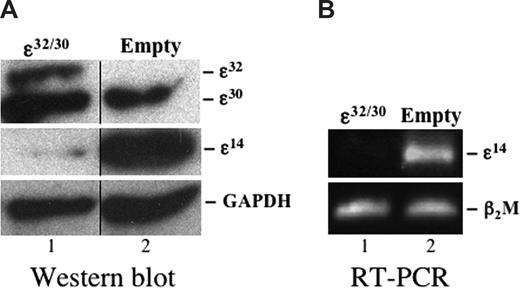 Figure 7. Transduction of CD34+ progenitors with the C/EBP-ϵ32/30 activator isoforms blocks expression of the C/EBP-ϵ14 repressor isoform. CD34+ cells were transduced for 72 hours with the C/EBP-ϵ32/30 (lane 1) or empty GFP (lane 2) retroviral vectors and grown in suspension cultures supplemented with IL-5 to drive eosinophil differentiation. Total protein and RNA was prepared at 14 days from 106 cells lysed in TRIzol (Invitrogen) and analyzed by Western blotting (A) for expression of the C/EBP-ϵ32/30 and ϵ14 isoforms, or semiquantitative RT-PCR (B) for expression of the C/EBP-ϵ14 repressor isoform. Western blotting for GAPDH was used to control for equal protein loading (A), and PCR for β2M was used for comparison of cDNA inputs (B). Vertical lines have been inserted in panel A to indicate repositioned gel lanes.