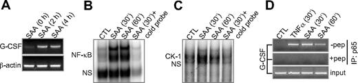 Figure 3. SAA stimulates NF-κB activation and G-CSF transcript accumulation. (A) RT-PCR detection of G-CSF transcript in SAA-stimulated mouse BMDMs. β-Actin was used as a PCR and sample loading control. (B,C) Electrophoretic mobility shift assays showing SAA-induced binding of NF-κB (B) and CK-1 (C) to the respective DNA sequence in the promoter region of G-CSF, using nuclear extracts prepared from SAA- or buffer (CTL)–stimulated BMDMs. (D) A chromatin immunoprecipitation assay was conducted with SAA- or TNF-α (50 ng/mL)–stimulated RAW264.7 cells. An anti-p65/RelA antibody was used together with or without a specific blocking peptide. The immunoprecipitated DNA fragment was purified and amplified with PCR. DNA in total cell lysate was also amplified with PCR and used as a control. One representative experiment of a total of 3 is shown.