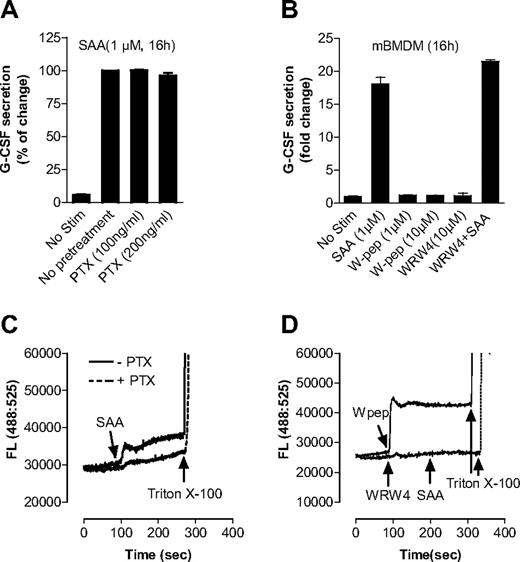 Figure 5. SAA-induced G-CSF secretion in macrophages is not dependent on FPRL1. (A) Effect of PTX on SAA-induced G-CSF secretion. Mouse BMDMs were treated overnight either with PTX at indicted concentrations or with buffer control and then stimulated with SAA for 16 hours. The secreted G-CSF was determined with ELISA. (B) Mouse BMDMs were stimulated with SAA, WKYMVm (W-pep), WRW4 peptide, or SAA after pretreatment with WRW4 for 30 minutes at the indicated concentrations. After 16 hours, secreted G-CSF was determined with ELISA and presented as percentage of change, with maximal G-CSF (446 pg/mL/106 cells) set as 100%. Data are mean plus or minus SEM of 3 experiments, each performed in duplicate. To ensure that PTX, W-pep, and WRW4 were working properly through FPRL1, Fluo-3/AM–labeled mouse bone marrow neutrophils were used to measure the intracellular calcium mobilization with different FPRL1 ligands and antagonists. (C) Cells were pretreated with or without PTX (500 ng/mL, 1 hour) and then stimulated with 0.1 μM SAA. (D) Cells were stimulated with W pep (0.1 μM) or WRW4 (10 μM), and then SAA (0.1 μM). One representative experiment of a total of 3 is shown.