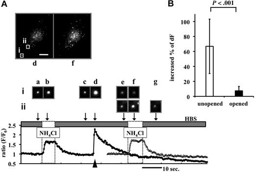 Figure 4. Effects of perfusion of NH4Cl solution on the fluorescence intensity of tPA-GFP before and after opening of the granules. (A) tPA-GFP–expressing cells exposed to 50 mM NH4Cl solution (dashed box). Representative data on F/F0 of tPA-GFP secretory granules opened (filled circles, granule i, opened at time “d”) and not opened (open triangles, granule ii) at 1.4 Hz. Top panels: images of whole cell at point d (opening, arrowhead) and f (NH4Cl exposure). The bar represents 10 μm. Middle panels (a-g): images taken at the times indicated by the arrows from opened (i) and unopened (ii) granules. Brief application of NH4Cl increased fluorescence intensity of tPA-GFP in unopened granules (i at time “b,” ii at time “f”), but not opened granules (i at time “f”). (B) Percentage increase in relative fluorescence intensity from 111 unopened and 43 opened tPA-GFP–containing granules in 6 cells on NH4Cl exposure. Five independent experiments are shown as mean plus or minus SD. In the analysis of opened granules, the mean time after granule opening to NH4Cl exposure was 5.85 minutes.