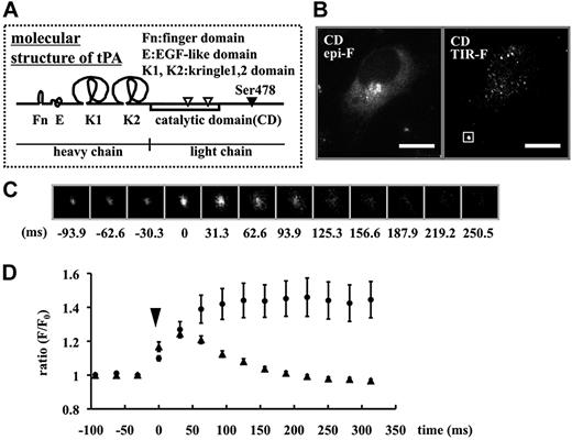 Figure 5. High time-resolution analysis of the secretory dynamics of tPA-CD-GFP. (A) Molecular structure of tPA. (B) Epi-F and TIR-F images in tPA-CD-GFP–expressing cells. The bars represent 10 μm. (C) Representative 32 frames per second sequences of the single tPA-CD-GFP secretory granule indicated by a white box in panel B. Time 0 shows the point of granule opening. (D) Changes in F/F0 in each single secretory granule plotted as a function of the time after opening (time 0) of tPA-CD-GFP–containing granules (▲, 31 granules from 6 cells) compared with tPA-GFP–containing granules (●, 8 granules from 3 cells). Data are shown as mean plus or minus SE.