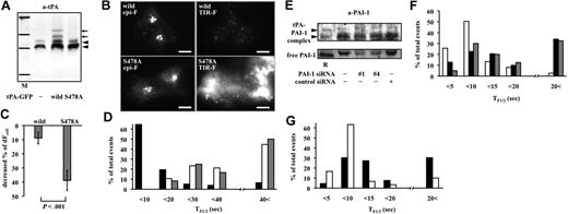 Figure 7. Secretory dynamics of tPA-S478A-GFP and tPA-GFP in PAI-1 siRNA–transfected cells. (A) Twenty-four–hour culture media from tPA-GFP–expressing (wild type) or tPA-S478A-GFP–expressing (S478A) cells analyzed by Western blotting using anti-tPA antibody. M indicates molecular weight markers for 201, 120, 100, and 56 kDa; ◀, tPA-PAI-1 complex. Additional high-molecular-weight bands of tPA-GFP-PAI-1 complexes (), which reacted with anti-tPA antibody, were detected only in culture media from tPA-GFP–expressing cells. (B) Epi-F and TIR-F images in tPA-GFP– and tPA-S478A-GFP–expressing cells. tPA-S478A-GFP appeared diffusely distributed over the membrane surface as shown in the TIR-F image. The bars represent 10 μm. (C) Cells expressing either tPA-GFP (wild type, 11 cells) or tPA-S478A-GFP (S478A, 13 cells) were exposed to Mes-buffered pH 5.5 solution for 1 minute, and the decrease in relative fluorescence intensity in a whole cell was measured by epi-F image (dFcell) calculated. Decrease in fluorescence intensity was significantly greater in tPA-S478A-GFP cells than tPA-GFP cells. Data are shown as mean plus or minus SD. (D) TF1/2 values (abscissa) in tPA-GFP (■, 77 granules in 10 cells), tPA-S478A-GFP (□, 54 granules in 7 cells), and tPA-S478A-GFP supplemented with 40 nM rPAI-1 (, 12 granules in 2 cells) shown as percentages of total occurrences (ordinate). Exogenous PAI-1 did not modify the slow disappearance, having long TF1/2 in tPA-S478A-GFP–expressing cells. (E) Eighteen-hour culture media from siRNA (PAI-1 no. 1, no. 4, and control)–transfected cells analyzed by Western blotting using anti–PAI-1 antibody. R indicates mixture of recombinant tPA-PAI-1 complexes and free PAI-1. (F) TF1/2 values (abscissa) of tPA-GFP in control siRNA–treated (□, 113 granules in 8 cells, 5 experiments), PAI-1 siRNA no. 1–treated (■, 141 granules in 10 cells, 5 experiments), and PAI-1 siRNA no. 4–treated (, 40 granules in 3 cells, 3 experiments) cells, shown as percentages of total occurrences (ordinate). (G) TF1/2 values (abscissa) of tPA-GFP before (■, 66 granules) and after (□, 30 granules) addition of 40 nM rPAI-1 in PAI-1 siRNA no. 1 or no. 4 transfected cells (3 experiments) shown as percentages of total occurrences (ordinate). Exogenous PAI-1 increased the frequency of rapid disappearing granules having short TF1/2.