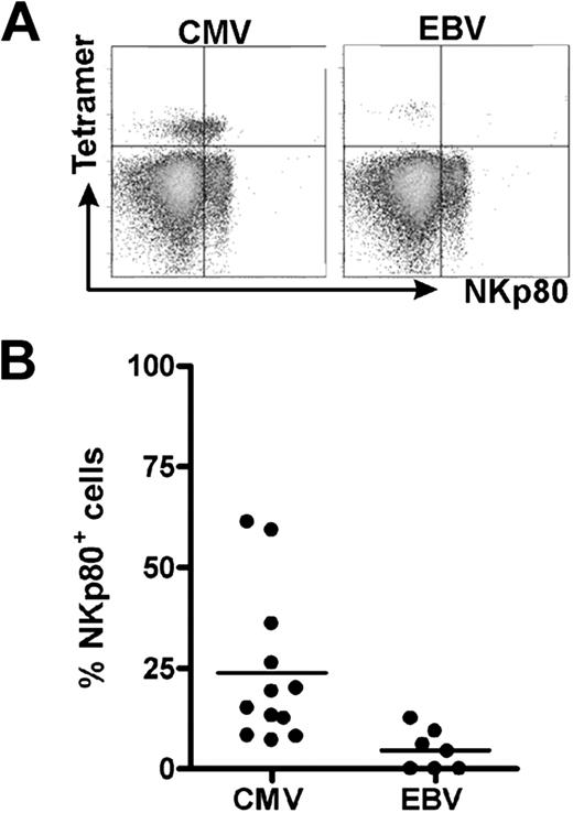 Figure 1. NKp80 is expressed by certain HCMV-specific CD8 T cells. Shown are flow cytometric analyses of HCMV- and EBV-specific CD8 T cells for surface NKp80. Freshly isolated PBMCs from healthy HLA-A2+ donors were stained with NKp80-specific mAb 5D12 and HLA-A2/HCMV pp65495-503 or HLA-A2/EBV LMP2426-434 tetramers. CD8+ cells were gated for analysis. (A) Flow cytometric data of a selected donor with abundant NKp80 expression on HCMV-pp65–specific CD8 T cells (left) and a poor NKp80 expression on EBV-specific T cells (right). (B) Frequencies of NKp80+ cells among HCMV-specific and EBV-specific CD8 T cells. Among the 13 donors analyzed (age range, 31-59 years), 12 contained detectable HCMV-specific and 7 detectable EBV-specific T cells. Horizontal bars represent mean values.