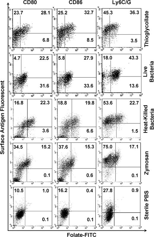 Figure 3. FR is coexpressed with macrophage activation markers, CD80, CD86, and Ly6C/G. Peritoneal macrophages gated in the region defined by forward and side scatter were examined by flow cytometry for expression of both FR and antigens characteristic of activated macrophages, CD80, CD86, and Ly6C/G. Note that FR+ macrophages express high levels of these markers.